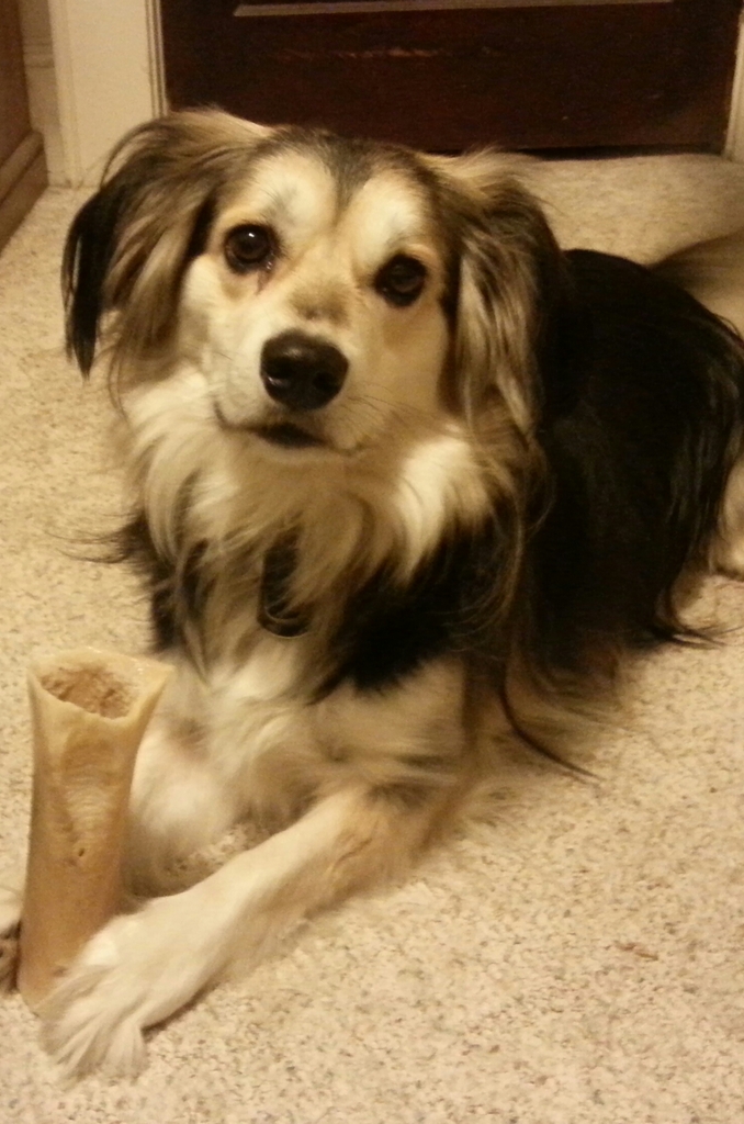 Bailey - January 2015